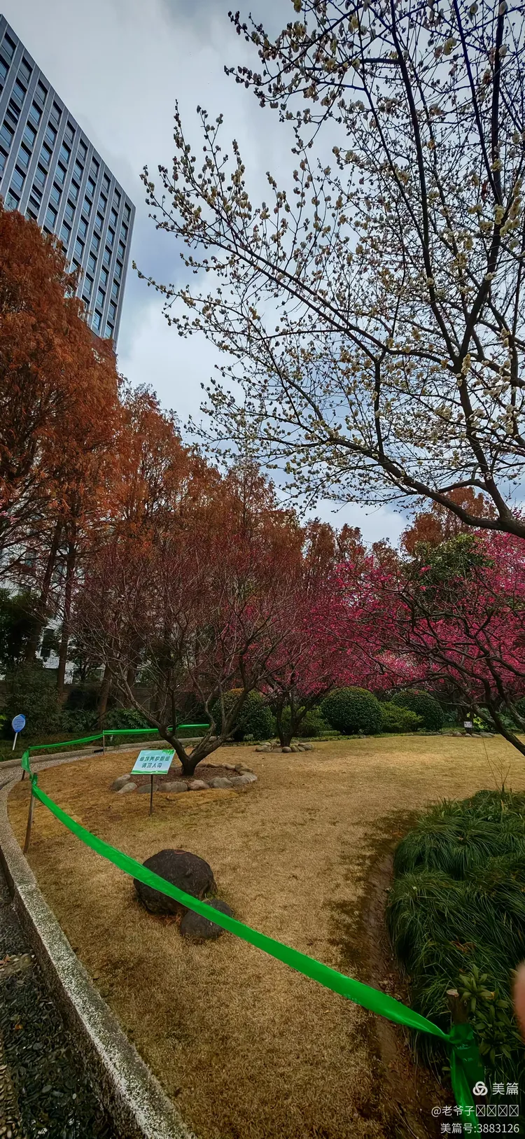 上海梅川公园梅花展之旅